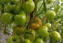 Curah Hujan Tinggi, Hama Serang Tanaman Hortikultura