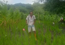 Poktan di TTU Diarahkan Tanam Padi Umur Pendek
