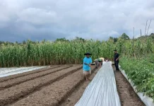 Teknik Pertanian di Kec. Insana secara semi Modern