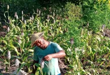 Manfaat Benih Pangan Lokal Tahan Terhadap Perubahaan Iklim