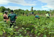 TNI dan Warga Rainawe Panen Terong Bersama