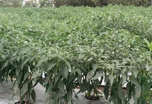 Kebun Jane Atambua, Produksi Panen Orientasi Bisnis Kwalitas Eksport