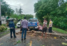 Gotong Royong Polisi dan Warga Buka Akses Jalan Tertutup Pohon Tumbang di Kabola