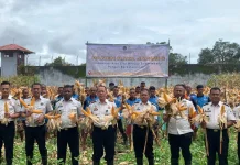 Lapas Atambua Panen Sebanyak Dua Ton Jagung Hibrida