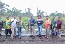 Dukung Ketahanan Pangan dan Ekonomi Wabup Belu Panen Tomat