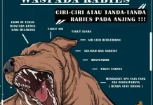 Kenali Tanda dan Gejala Hewan Terkena Penyakit Rabies