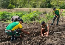 Yonarmed 12 Kostrad Dukung Petani Dafala