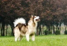 Benarkah Anjing Bisa Mendeteksi Medan Magnet Bumi?