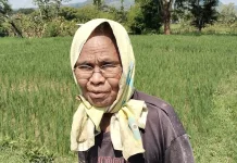 Petani Belu Antisipasi Kekeringan Ekstrem di Musim Tanam 2026