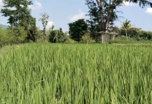 Curah Hujan Baik Petani Belu Optimis Memperoleh Panen untuk Lahan Basah