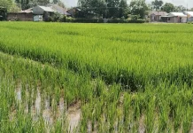 Petani Belu Optimis Musim Tanam 2026 Hasil Panen Maksimal