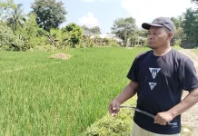 Keterlambatan Pupuk Kendala Petani Belu untuk Lahan Persawahan