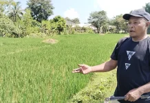 Terlambat Penebusan Pupuk Petani Belu Beralih Pupuk Non subsidi