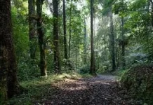UPTD KPH: Inovasi Hidrogel Bantu Pemulihan Hutan