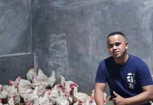 Dagang Ayam Broiler Peluang Ekonomi Keluarga