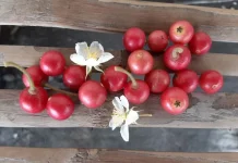 Kecil-Kecil Cabai Rawit, Potensi Besar Buah Kersen untuk Tubuh Sehat