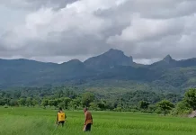 Cegah Gagal Panen, Petani Lakukan Pemupukan Tepat Waktu