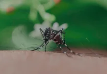 Dinkes Alor Ingatkan Warga Waspadai Penyakit DBD dan Malaria Musim Hujan