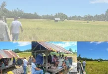 Bulog Kalabahi Lakukan Pengecekan Sawah di Desa Aimoli Alor Barat Laut