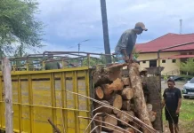 Diduga Menebang Pohon di Hutan Lindung tanpa Izin, Kades Kateri Dipolisikan