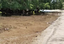Penghijauan Pesisir Pantai Utara Belu dengan Anakan Mangorve Gagal Tumbuh