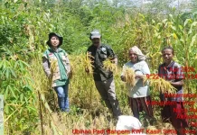 Pemanasan Global Berpengaruh pada Bidang Pertanian