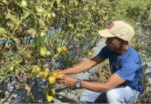 Petani Tomat Raup Keuntungan, Harga Tomat di Atambua Belu Tembus Rp500.000-Rp750.000
