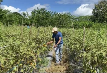 Pacu Produktivitas Holtikultura Petani Umaklaran Inginkan Dukungan Alsintan