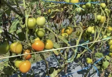 Petani Holtikultura Belu Inginkan Keberpihakan Pemerintah Standarisasi Harga