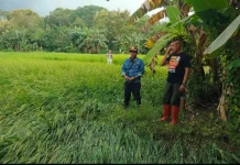 Penanganan Dampak Banjir Terhadap Pertanian