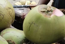 Ini Kasiat Kelapa Wulung Menyembuhkan Penyakit Ginjal dan Jantung