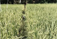 Lahan Persawahan Tadah hujan di Kelurahan Umanen Belu Sebulan Masa Panen Petani
