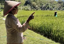 Sawah Tadahan di Kabupaten Belu Terlambat Hujan Petani Optimistis Peroleh Panen