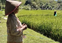 Petani Belu Pasca Panen Padi Lahan Berganti Budidaya Pertanaman Kangkung