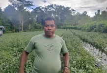 Harapan MBG Buka Peluang Pasar Petani Belu