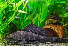 Mengapa Ikan Sapu-Sapu Mengancam Ekosistem Kita
