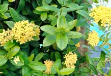 Keajaiban Flora di Indonesia yang Baik untuk Kesehatan