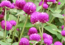 Bunga Kancing, Superfood Herbal bagi Kesehatan Keluarga