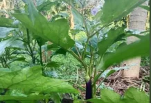 Langkah Penanganan Tanaman Holtikultura ketika Curah Hujan Tinggi