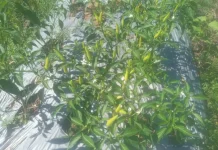 Petani Cabai di Belu Alami Tantangan Curah Hujan Tinggi