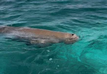 Melihat Dugong Langsung di Pantai Mali Alor