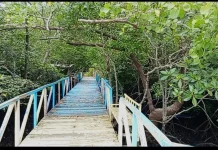 Titian Mangrove Pesinghong Jadi Pilihan Wisata Alam Dekat Kota Kalabahi