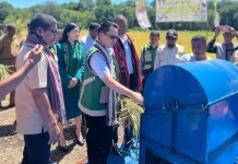 Dari Lahan Kering, Panen Perdana Padi Alor Hasilkan Optimisme