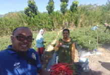 Harga Cabai di TTU Merosot