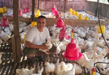 Peternak Ayam di NTT Apresiasi Program MBG