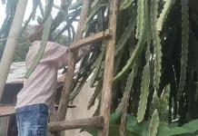 Budidaya Buah Naga Memberi Nilai Tambah Ekonomis bagi Petani Belu