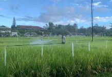 Lapas Atambua Sukses Hijaukan Sawah saat Kemarau