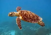 Ciptakan Lingkungan Laut Aman Bagi Habitat Penyu