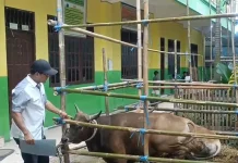 Sebanyak 65 Orang Petugas Diterjunkan Memeriksa Kesehatan Hewan Kurban