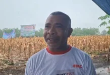 KTH Duyang Abbang Teddi Optimistis Hasilkan 150 Ton Jagung dari Lahan FAPE-PS